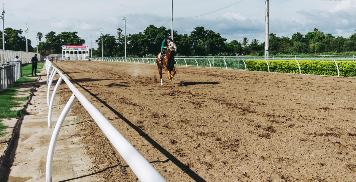 animal track identification tips