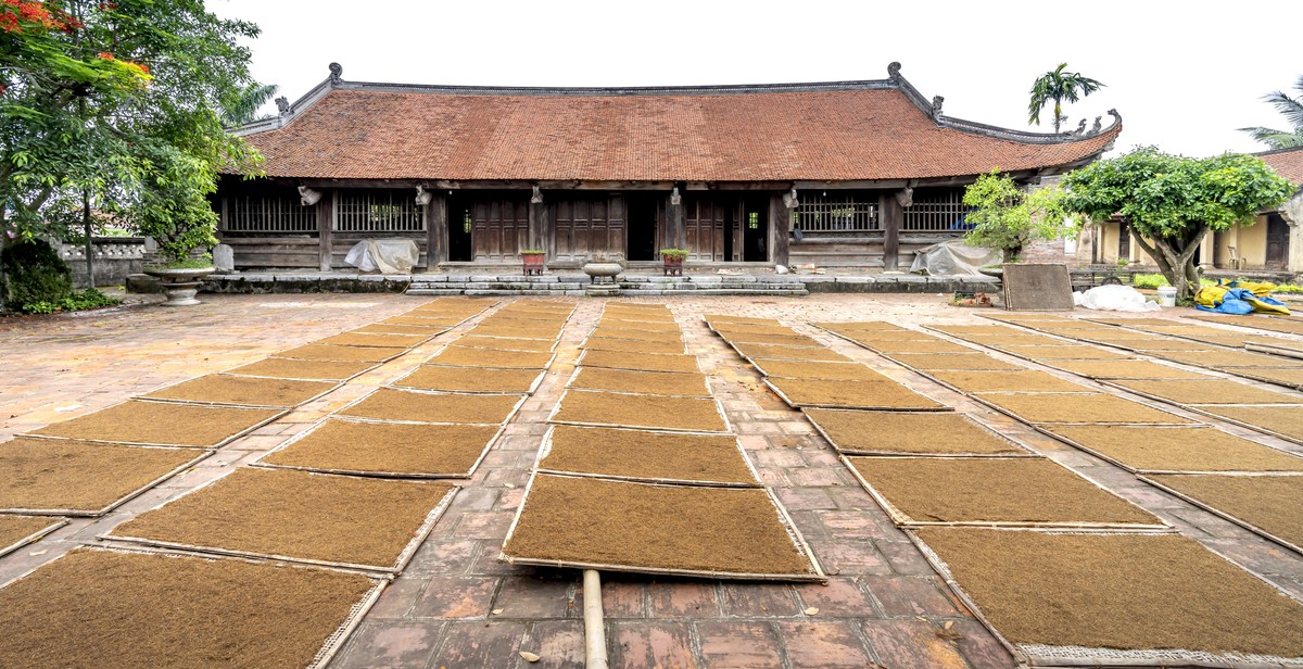 Authentic Pu-erh tea being harvested or processed