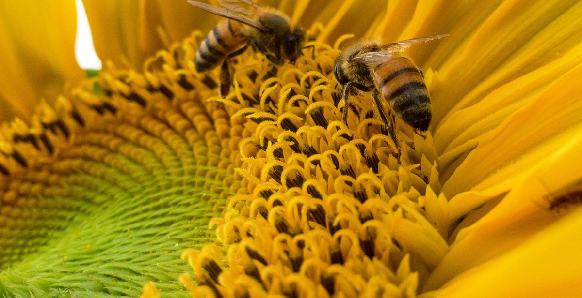 bee-friendly flowers