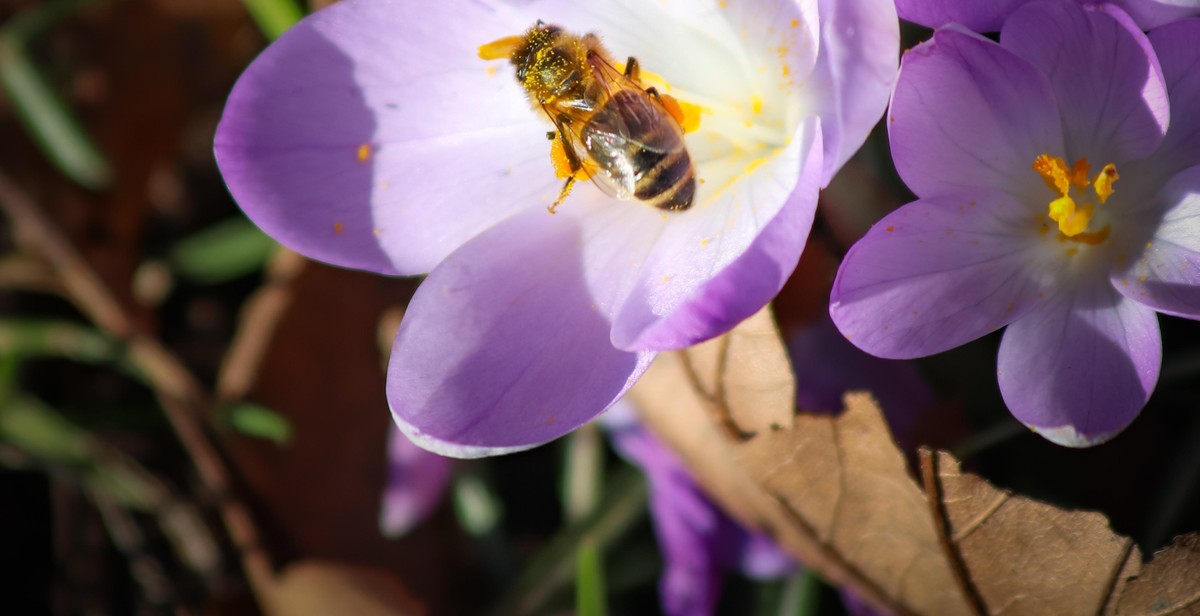bee friendly garden design