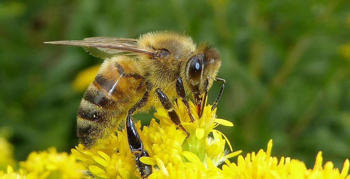 bee hotel garden