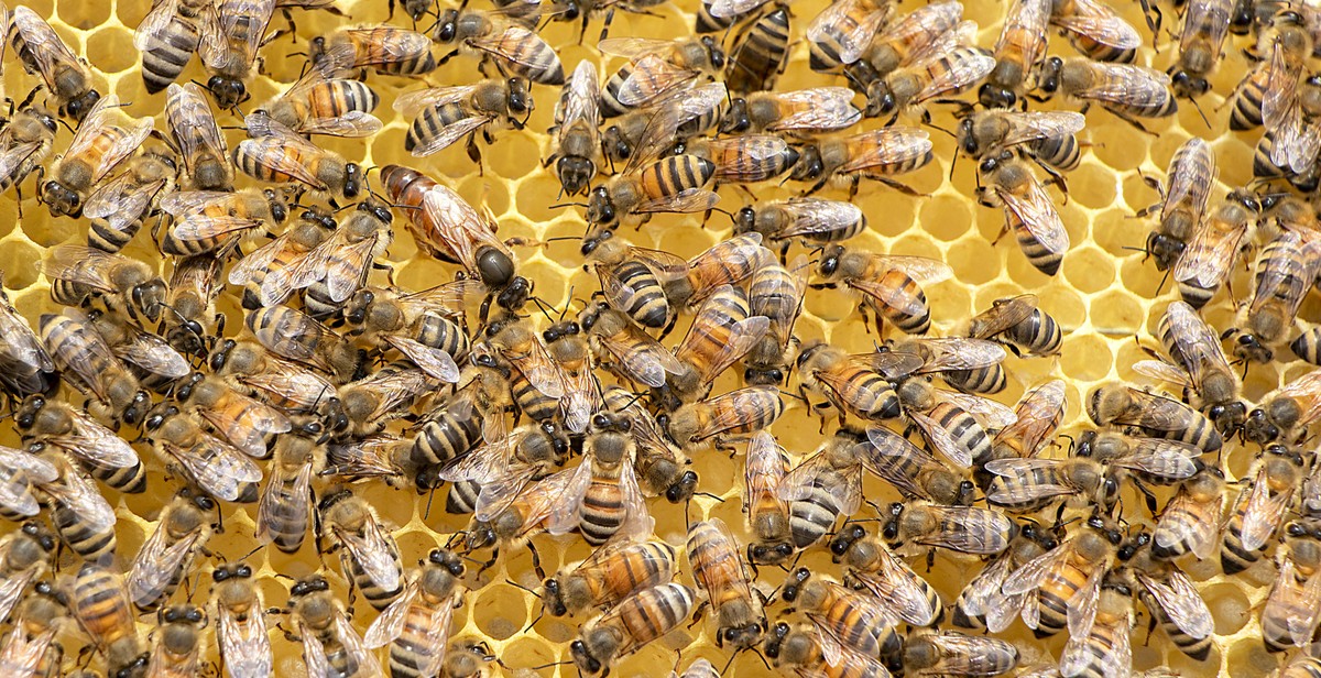 beekeeping techniques