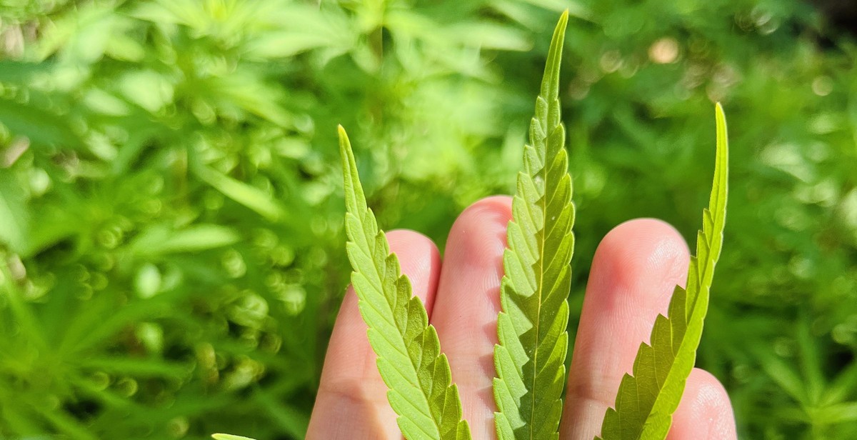 benefits of medicinal plants