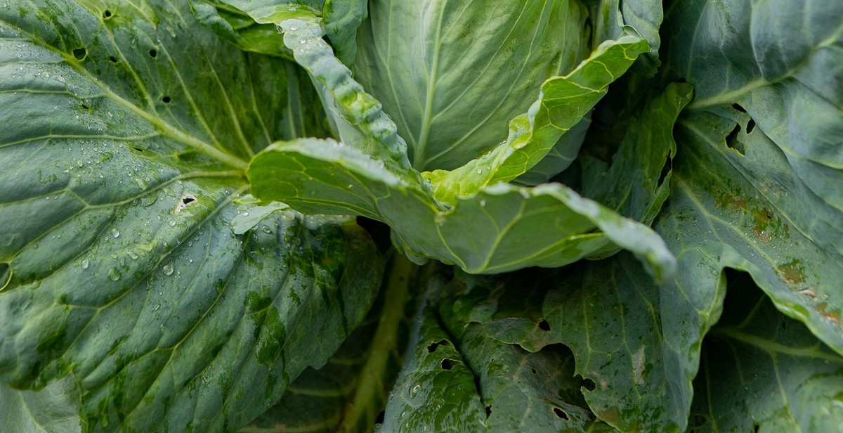 blanched vegetables