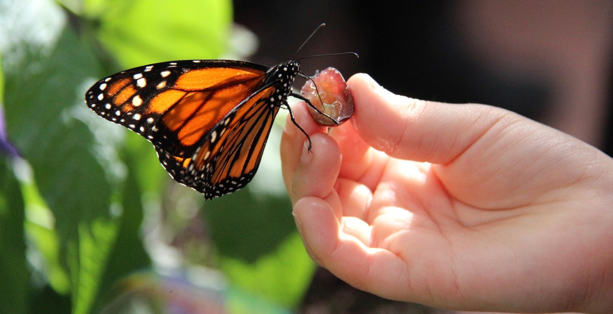 Butterfly feeding image