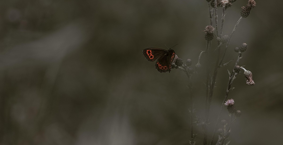 butterfly friendly flowers