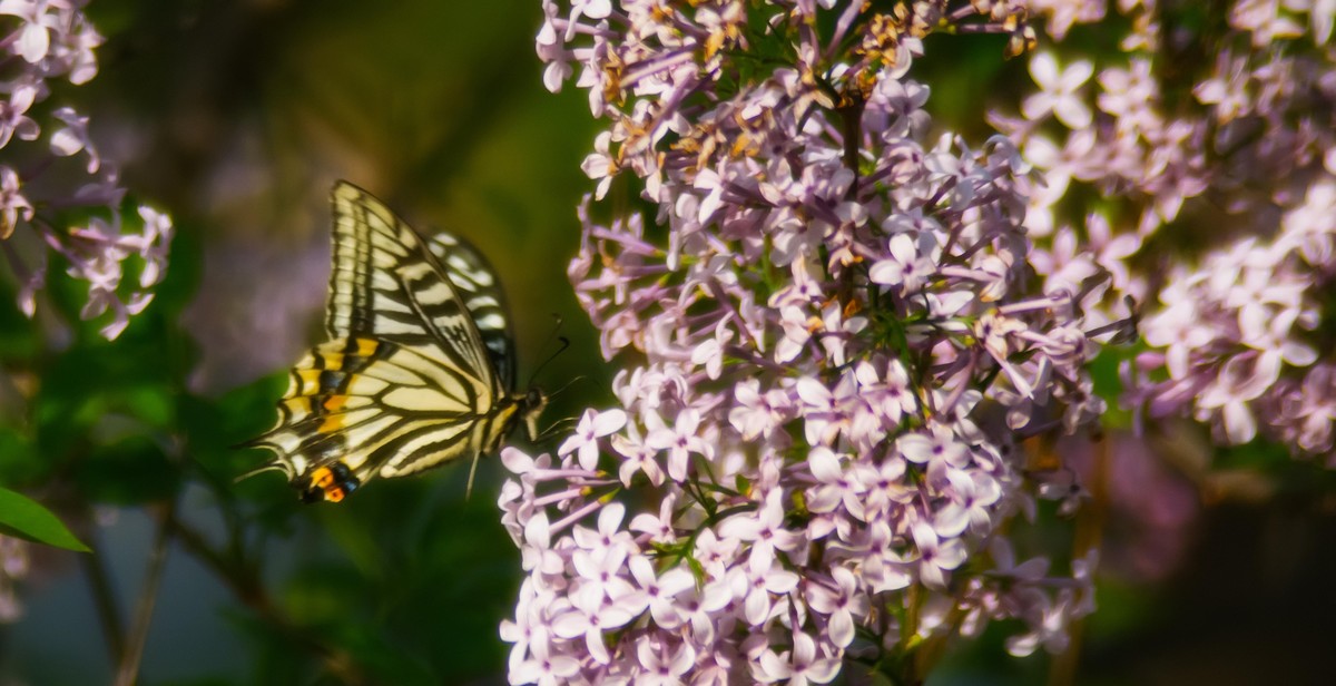 butterfly garden environment