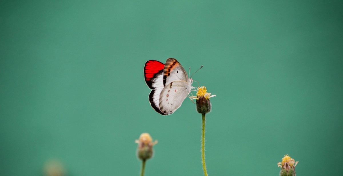 butterfly pollination