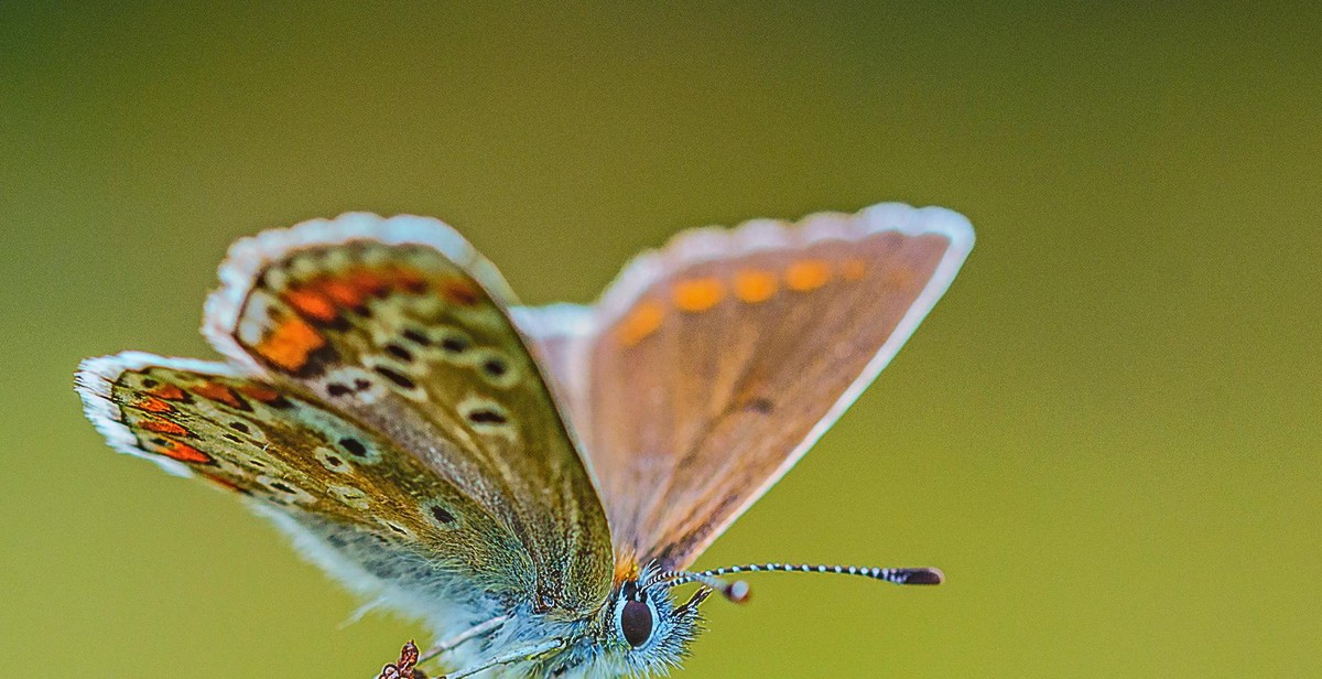 butterfly species
