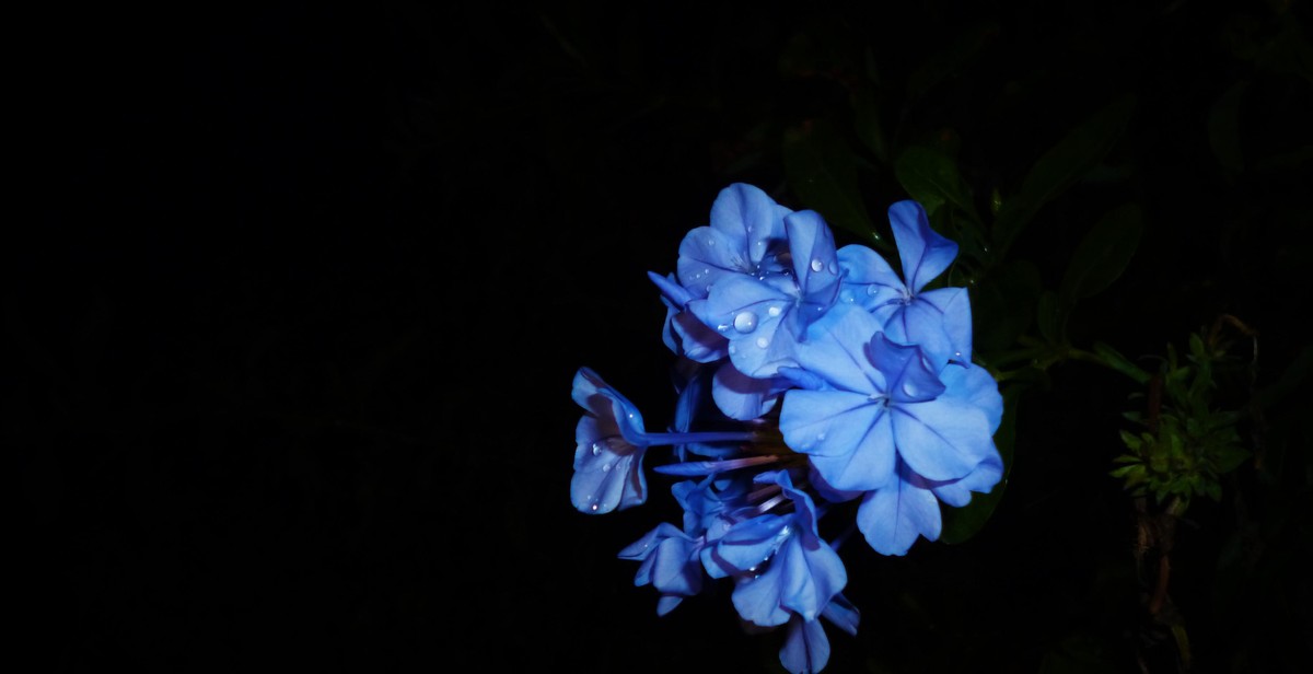 caring for night blooming flowers