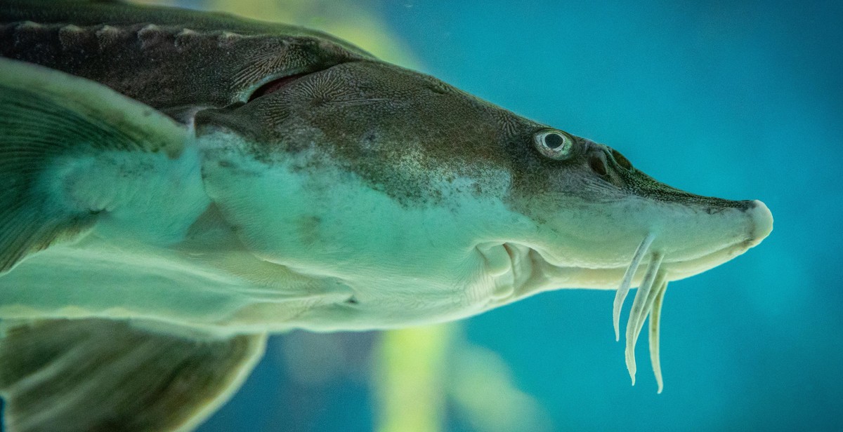 cleaning and scaling fish