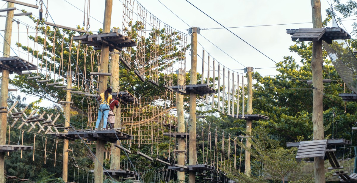 climbing plants on trellis