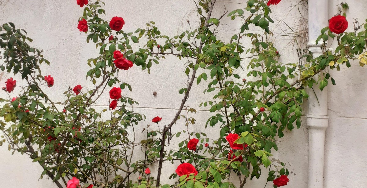 climbing plants on trellis