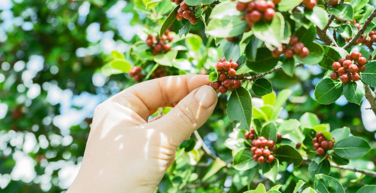 coffee beans