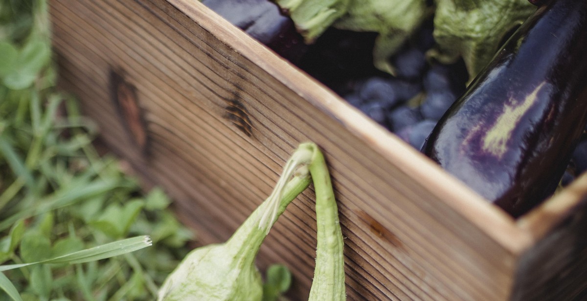 container garden plants