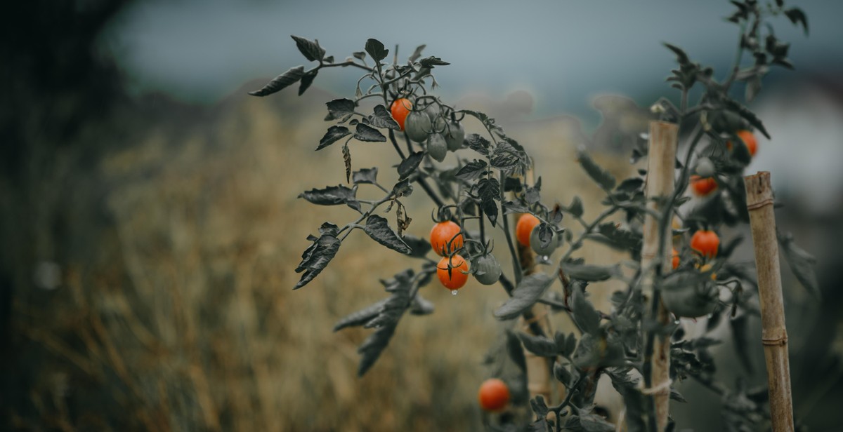 controlled environment for growing fruits