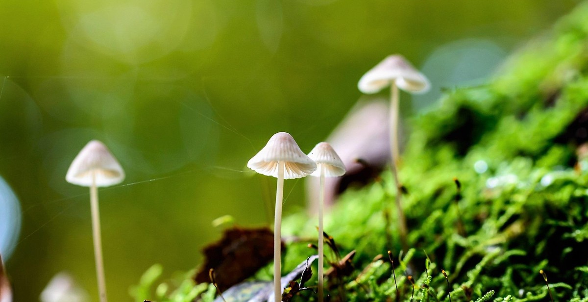 cooking wild mushrooms