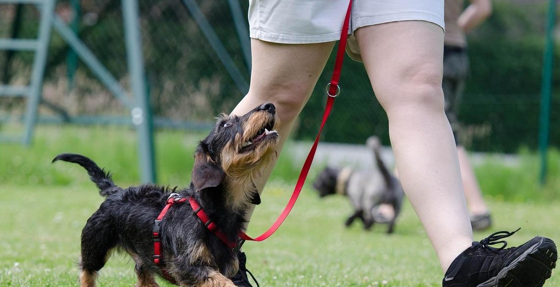 dog obedience training