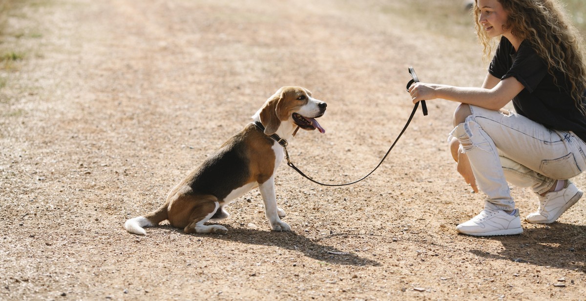dog training on leash