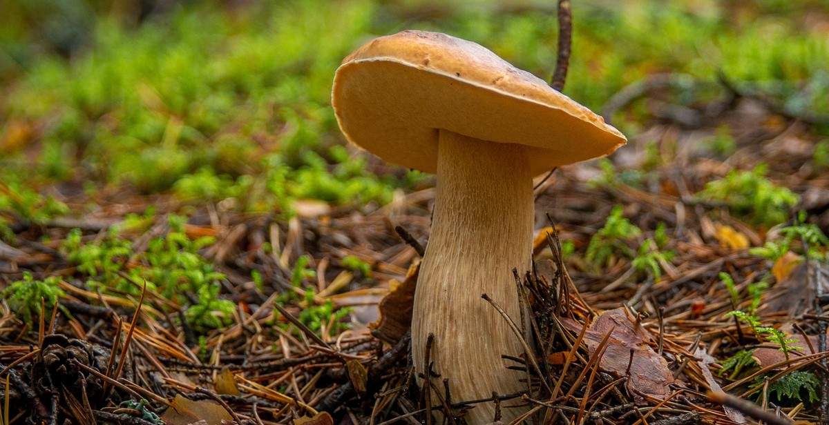 edible mushroom troubleshooting