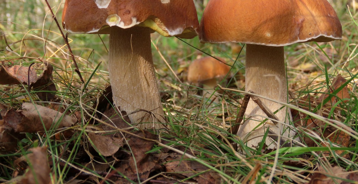 edible wild mushrooms