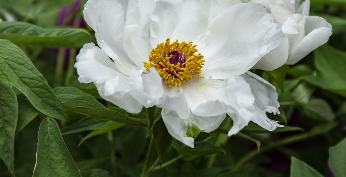 flower garden maintenance