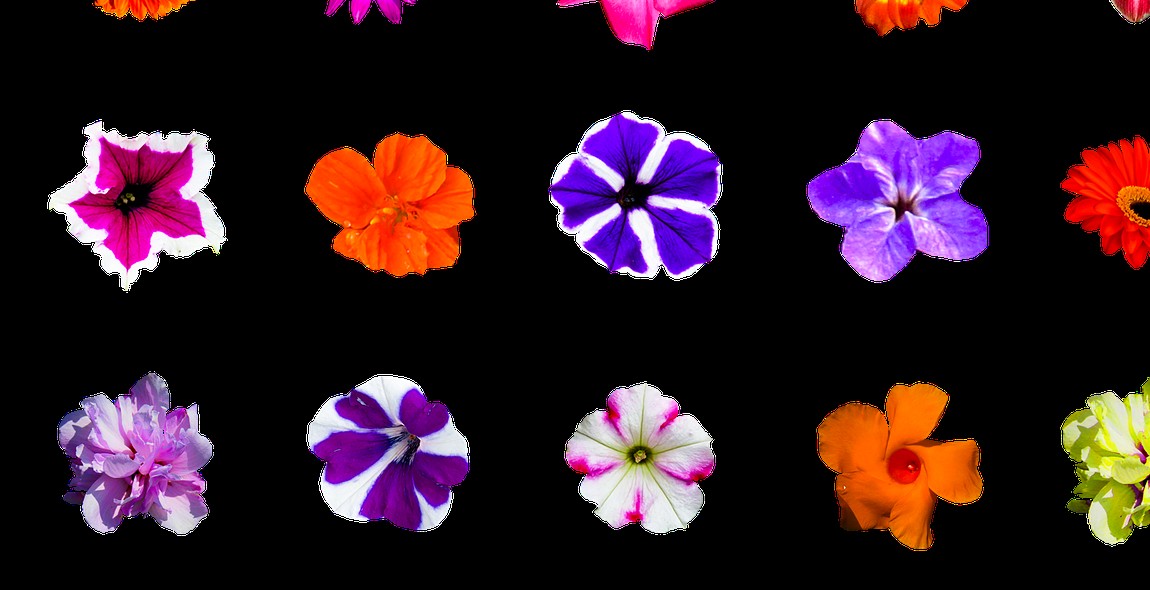 flower selection