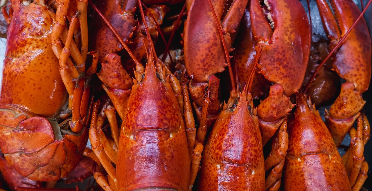 fresh lobster tails