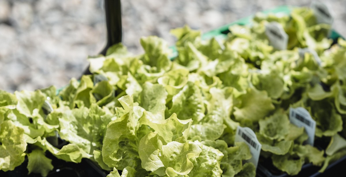 fresh salad greens in vertical garden