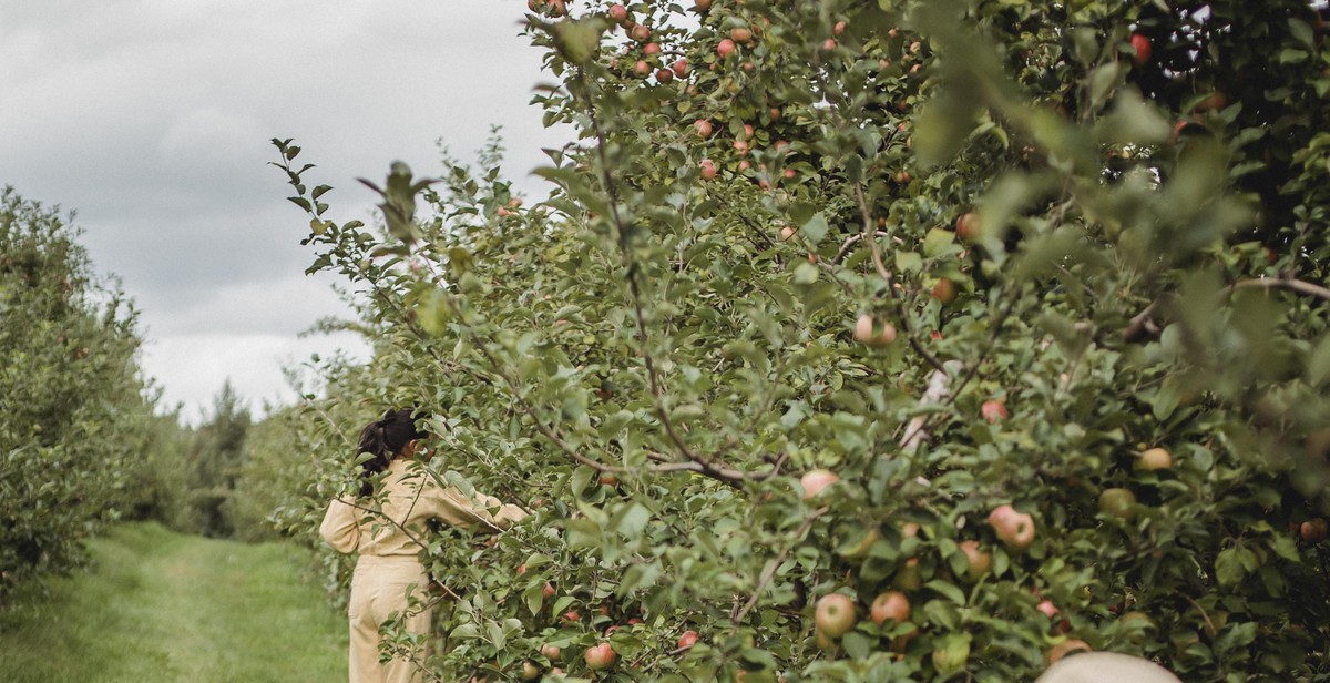 fruit tree garden