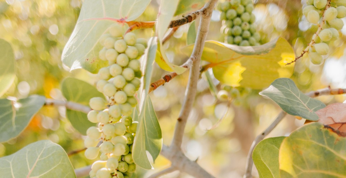 fruit tree harvest