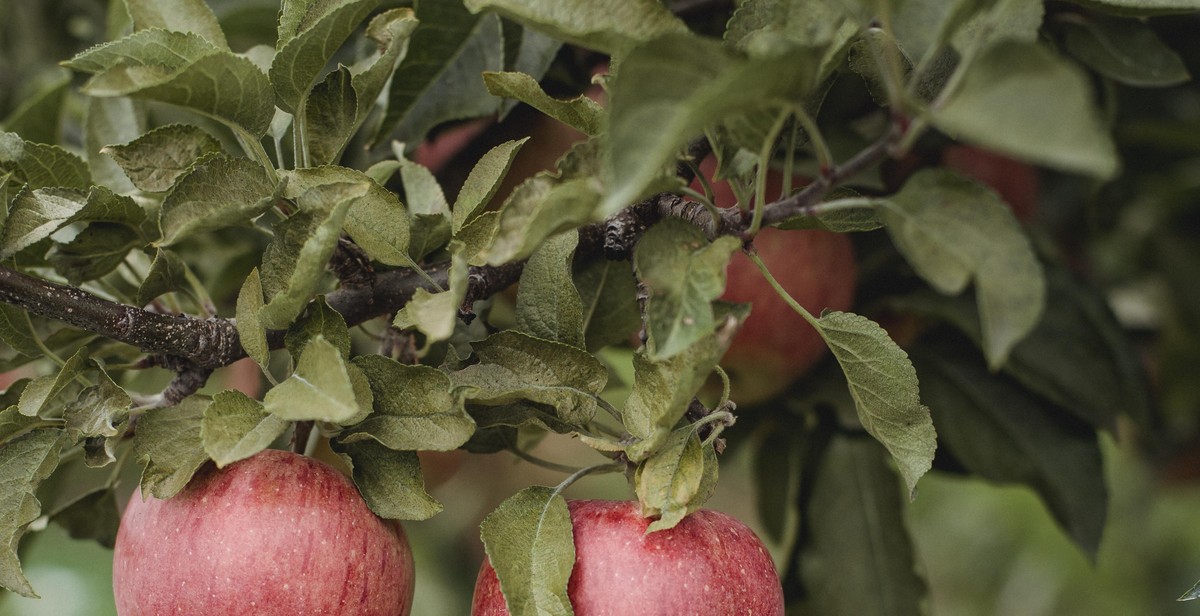 fruit tree planting