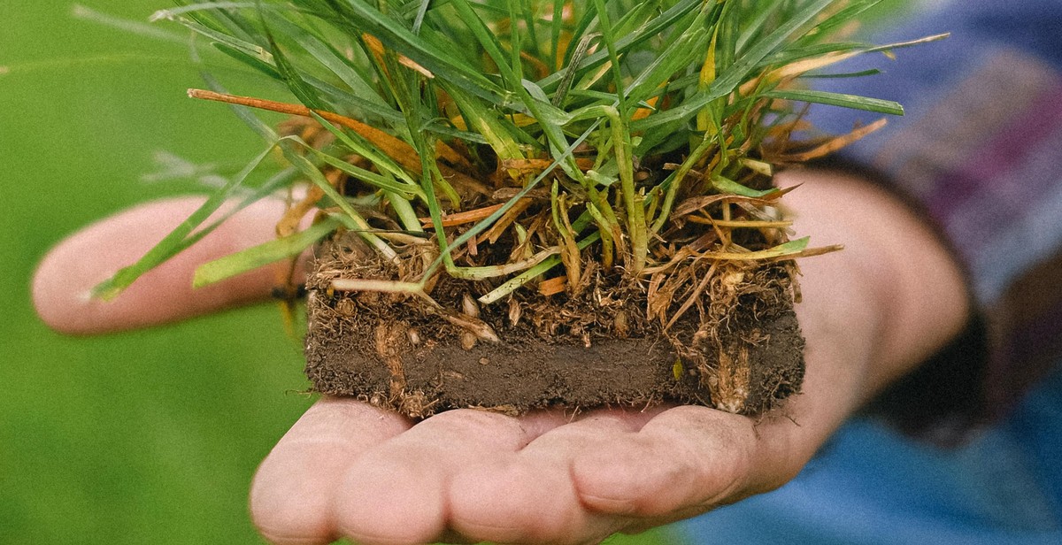 Green roof maintenance