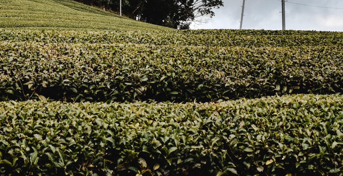 green tea plantation