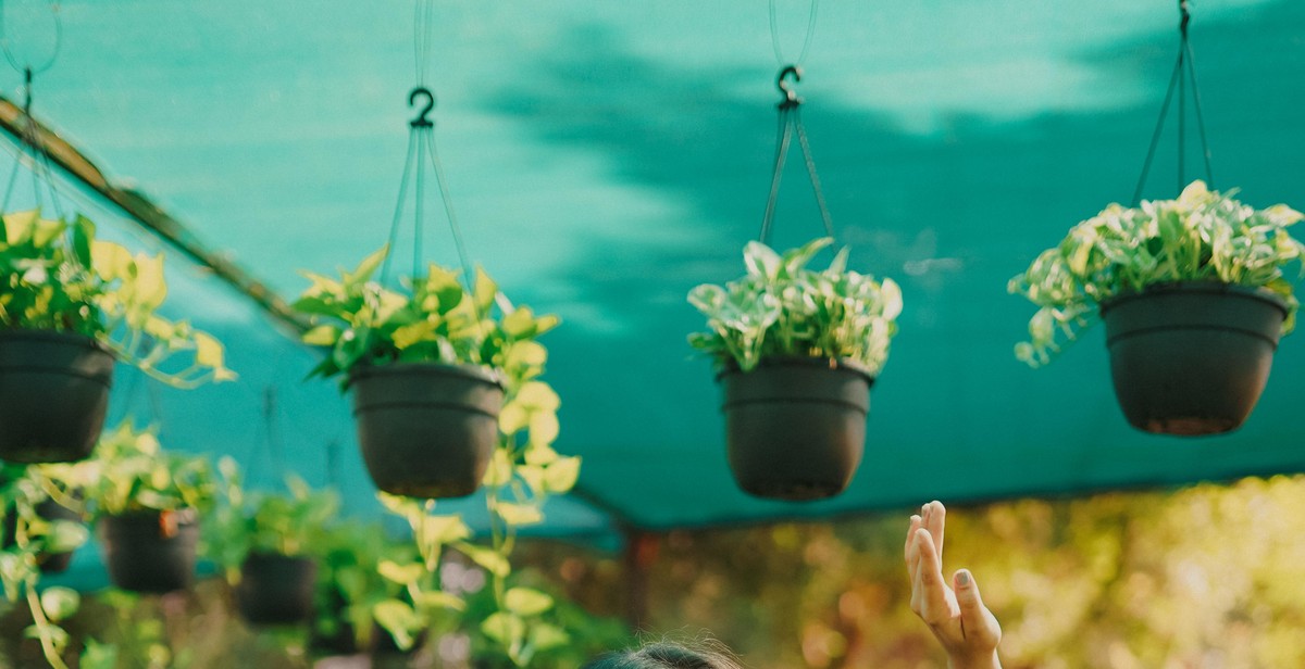 greenhouse maintenance