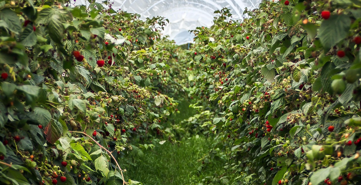 greenhouse with exotic fruits