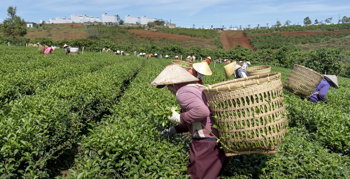 harvesting tea leaves