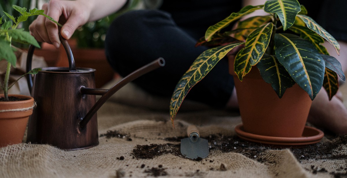 herb planting