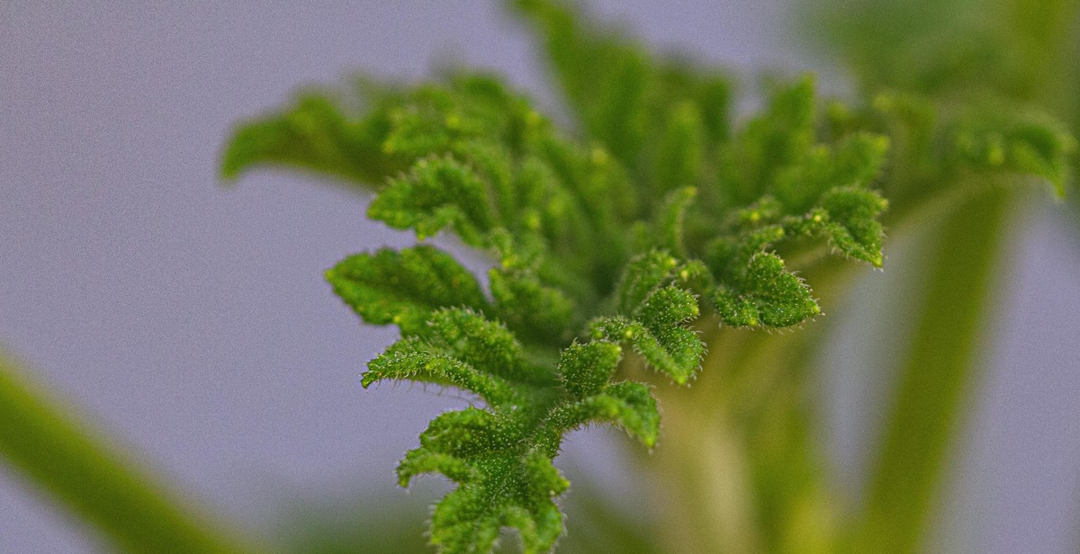 herb spiral garden design