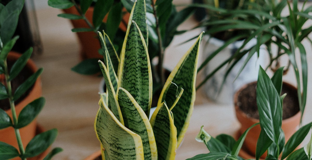 herbs in pot