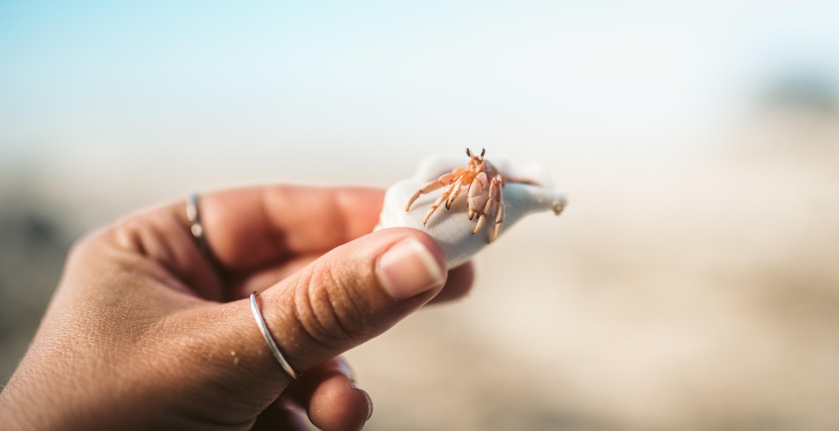 hermit crab shells