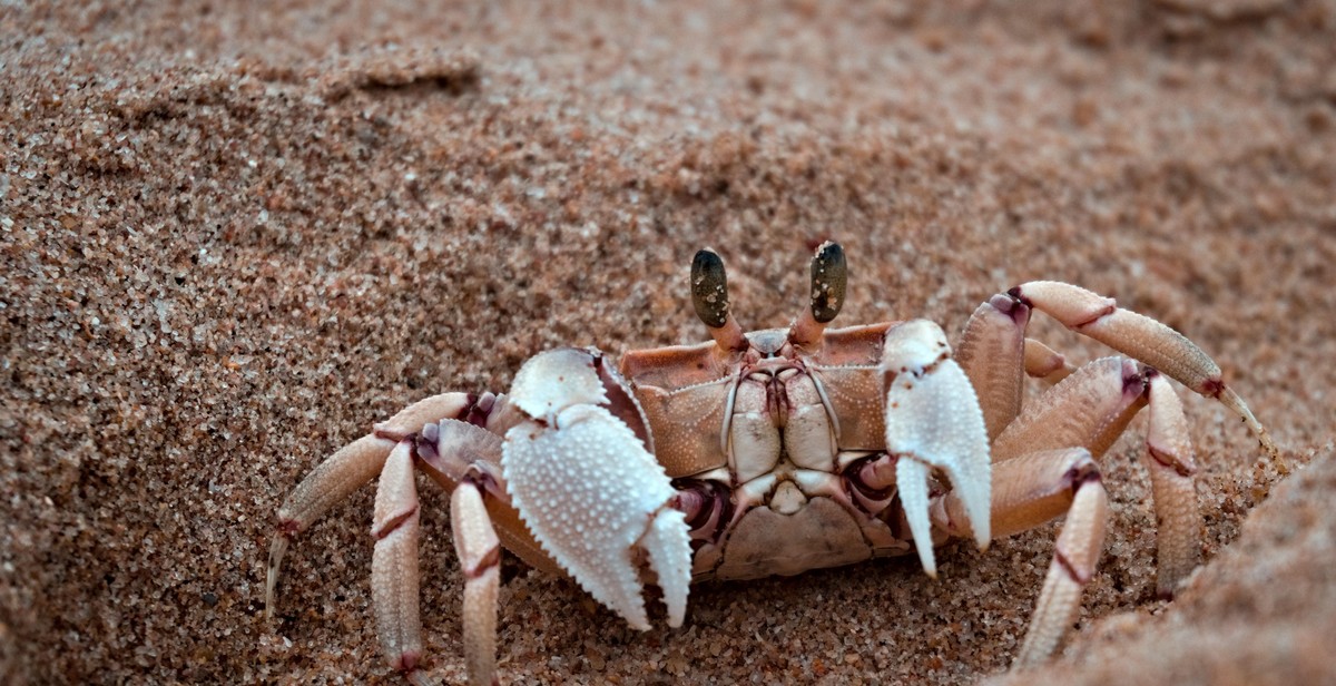 hermit crab substrate