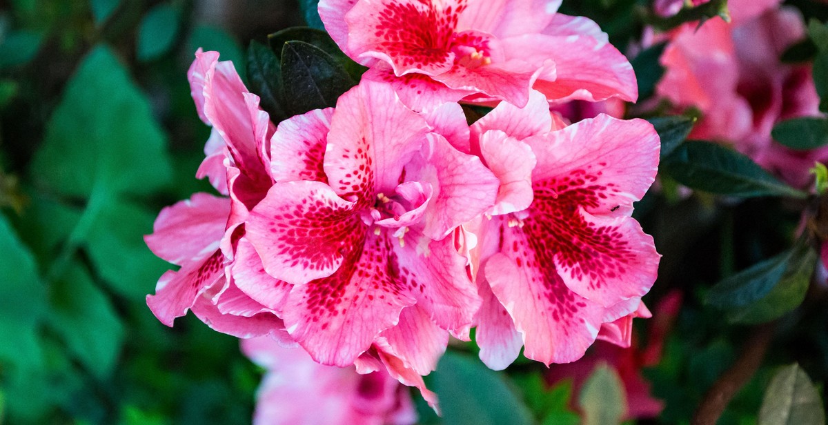 Hibiscus Flowers