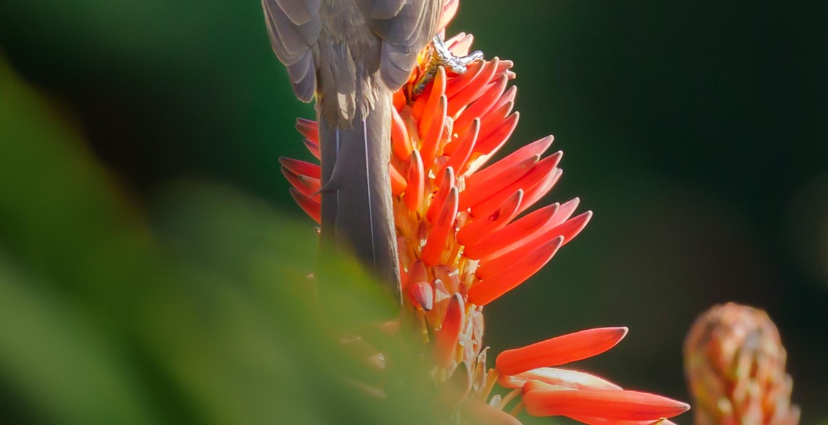 hummingbird garden