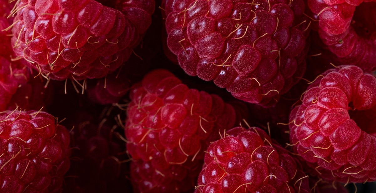 identifying edible berries