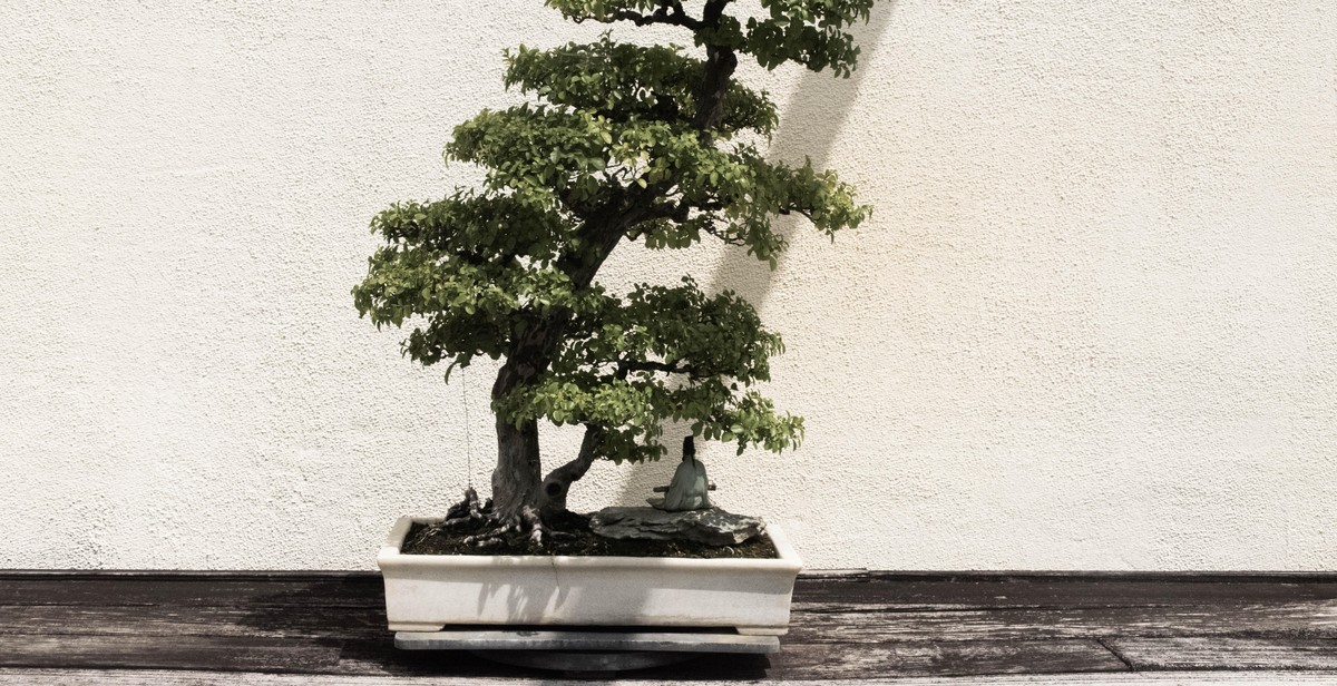 indoor bonsai tree pests and diseases