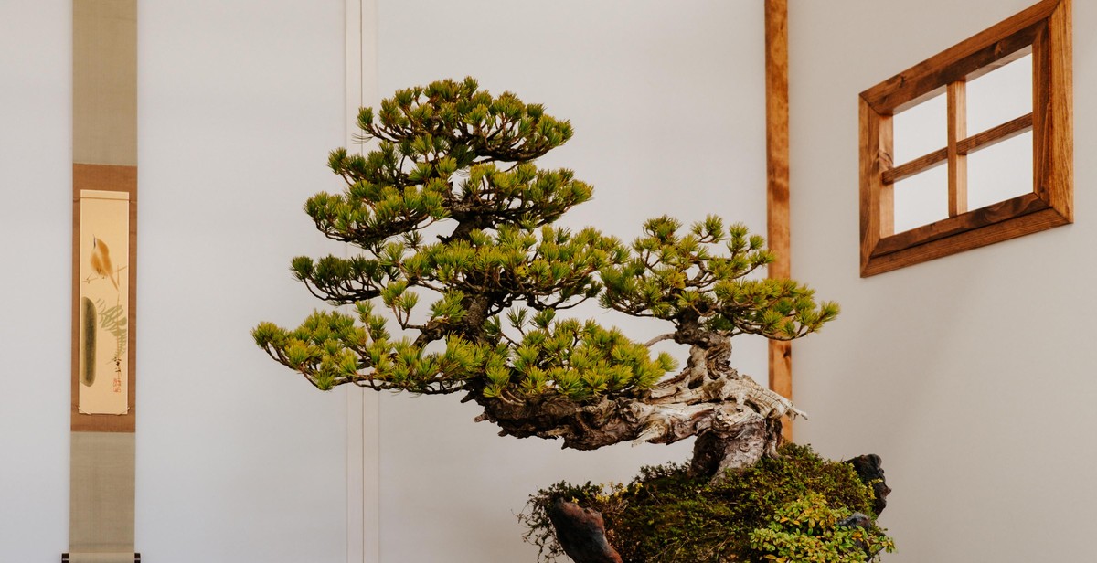 indoor bonsai tree pruning