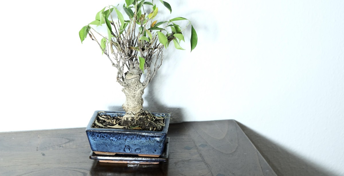 indoor bonsai tree repotting