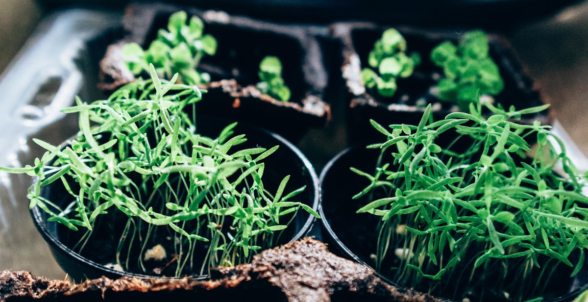 indoor herb garden