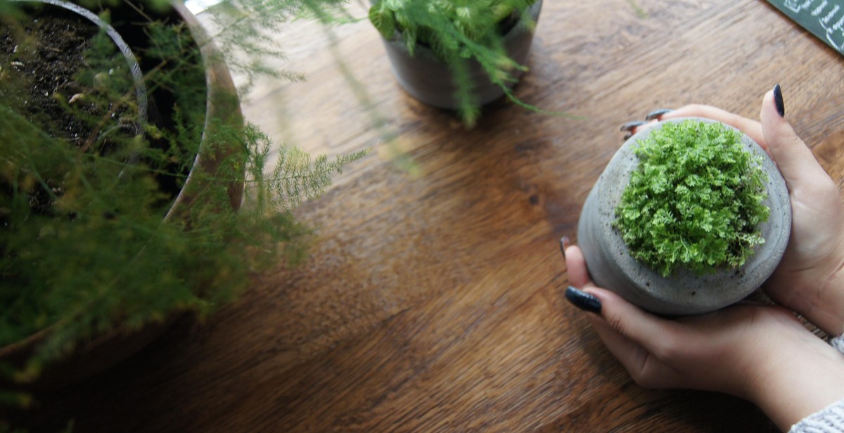 indoor herb garden care